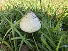 Chlorophyllum molybdites image