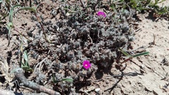 Trichodiadema intonsum