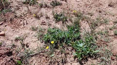 Osteospermum spathulatum