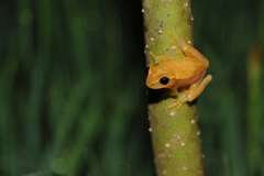 Dendropsophus sanborni