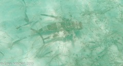 Dactylopterus volitans