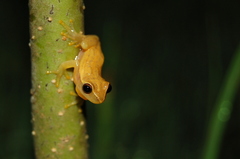 Dendropsophus sanborni