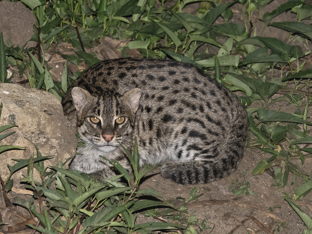 Fishing Cat