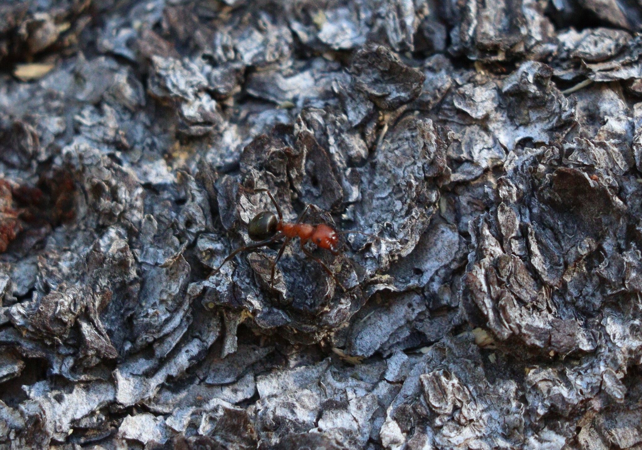 Formica opaciventris