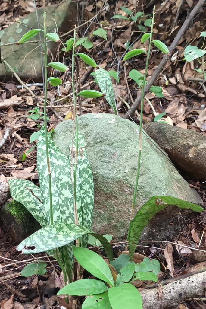 Monk Orchid from Chiquimulilla, Guatemala on September 22, 2023 at 03: ...