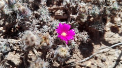 Trichodiadema intonsum