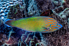 Chain-Line Wrasse photo 2