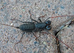 Mastigoproctus tohono