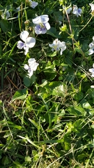 Viola canadensis