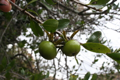 Diospyros xolocotzii