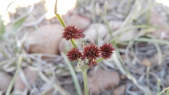 Cyperus tabularis