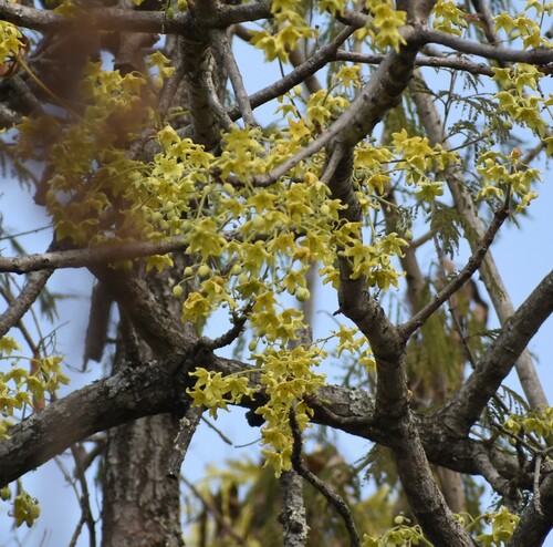Sterculia murex, photograph 5