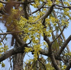 Sterculia murex, photograph (c) Justin Ponder, some rights reserved (CC BY)