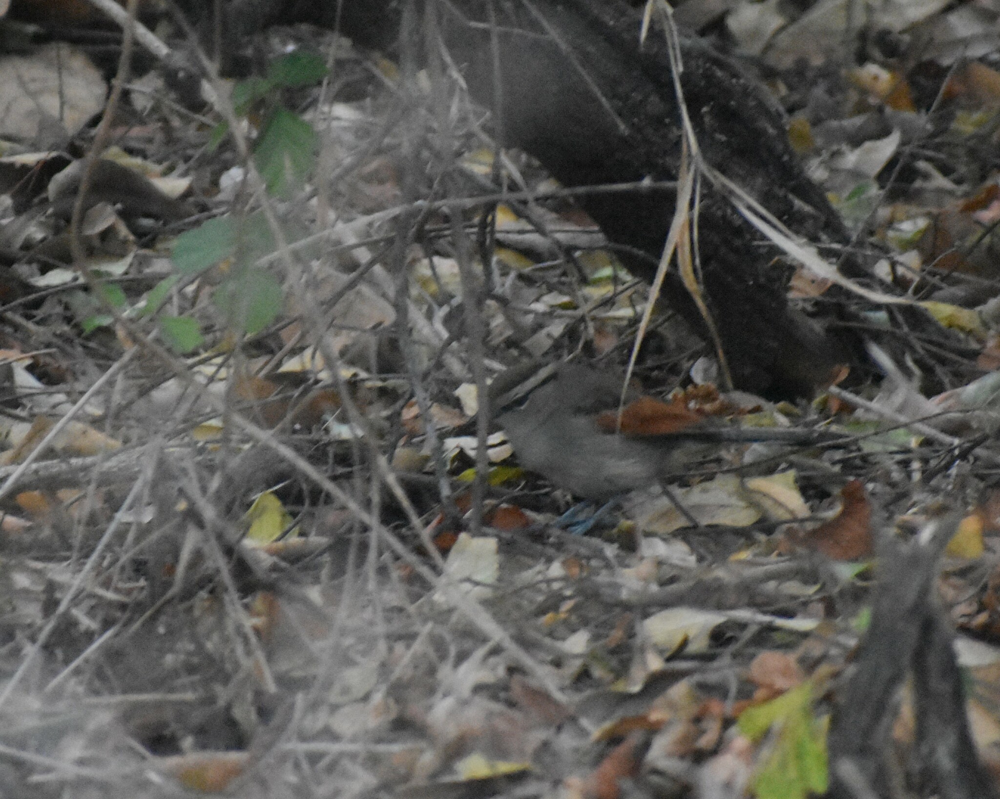 Brown-crowned Tchagra illustration