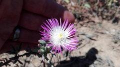 Lampranthus algoensis