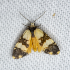 Thallarcha chrysochares