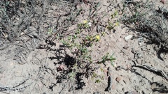 Delosperma parviflorum