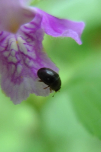 Lamiogethes pedicularius