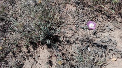 Lampranthus algoensis