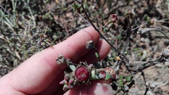 Lampranthus algoensis