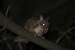 Kashmir Flying Squirrel photo 3
