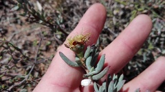 Lampranthus algoensis