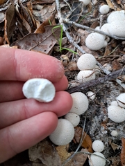 Lycoperdon perlatum image