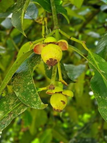 Garcinia mangostana iNat (3)