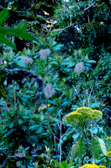 Bocconia frutescens image