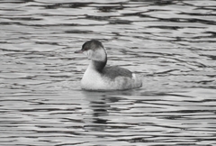 Podiceps auritus