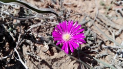 Trichodiadema barbatum