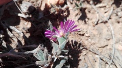 Trichodiadema barbatum