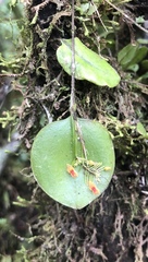 Lepanthes pecunialis