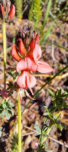 Image of Indigofera digitata by (c) Liezl van der Merwe, some rights reserved (CC BY)