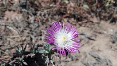 Lampranthus algoensis