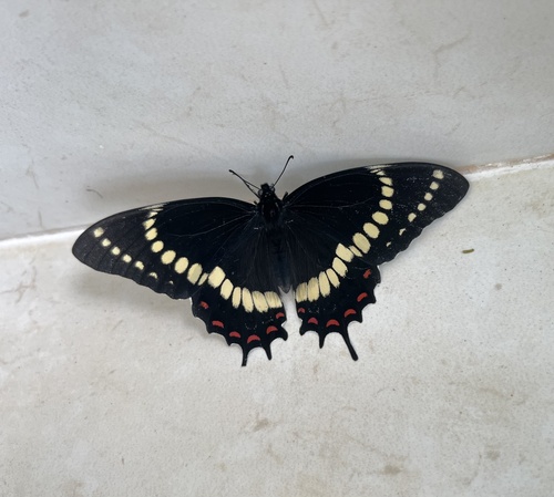 Photo of Scamander Swallowtail (Papilio scamander)