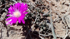 Trichodiadema barbatum