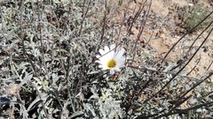 Arctotis pinnatifida