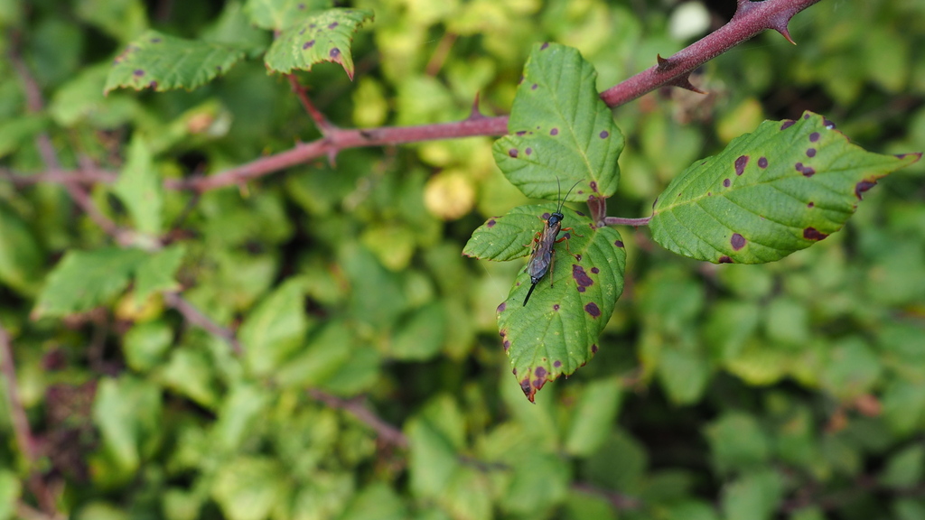 Black Slip Wasp from South Wood, Catsfield, East Sussex, UK on