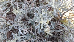 Arctotis pinnatifida