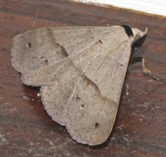 Ophyx eurrhoa