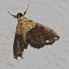 Agrotera basinotata