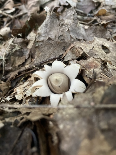 Geastrum