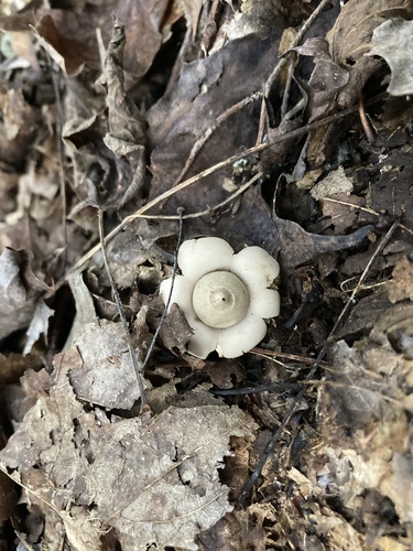 Geastrum (Photo 2 of 2)