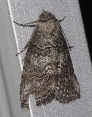 Calathusa hypotherma