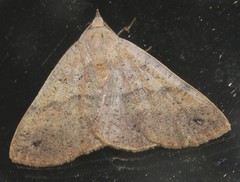 Ophyx ochroptera