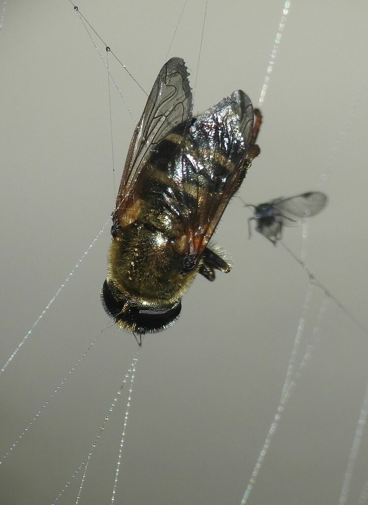 Merodon legionensis