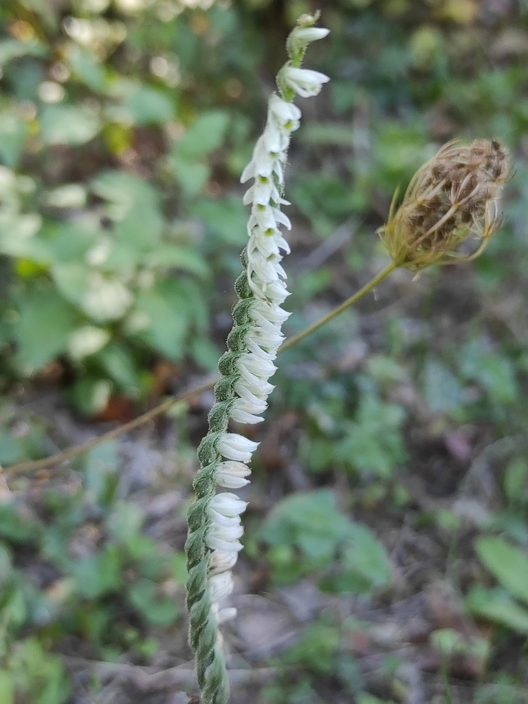 Spiranthes spiralis