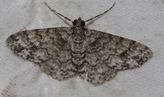 Myrioblephara desumpta