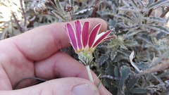 Arctotis pinnatifida